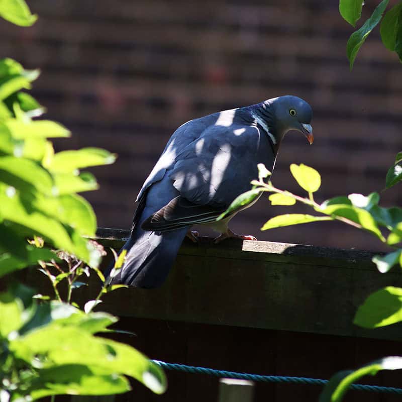 Bernadette Wirth: Bedeutung heimischer Vogelarten für das Ökosystem