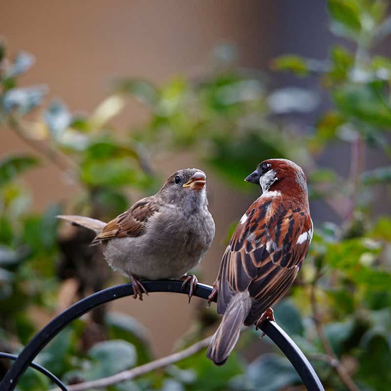Bernadette Wirth: Gestaltung eines vogelfreundlichen Gartens