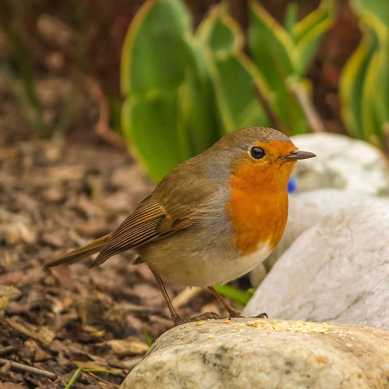 Bernadette Wirth über die Fütterung heimischer Vogelarten