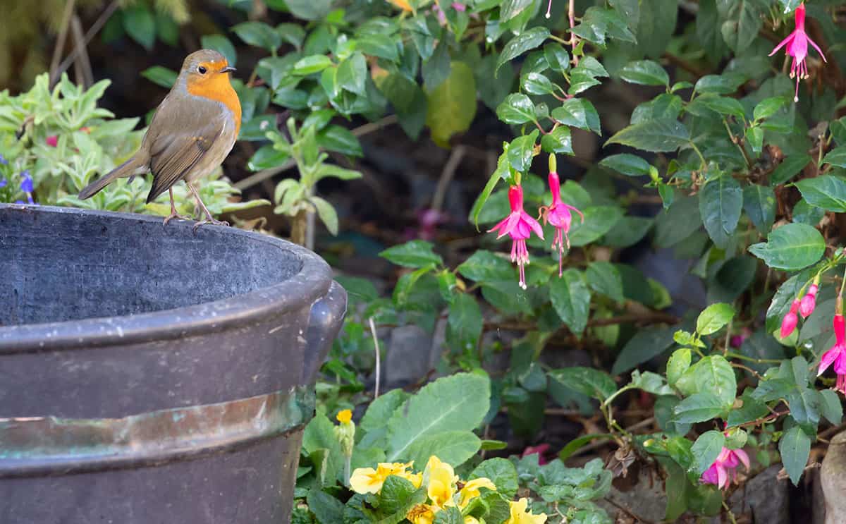 Bernadette Wirth: Heimische Vogelarten im Garten